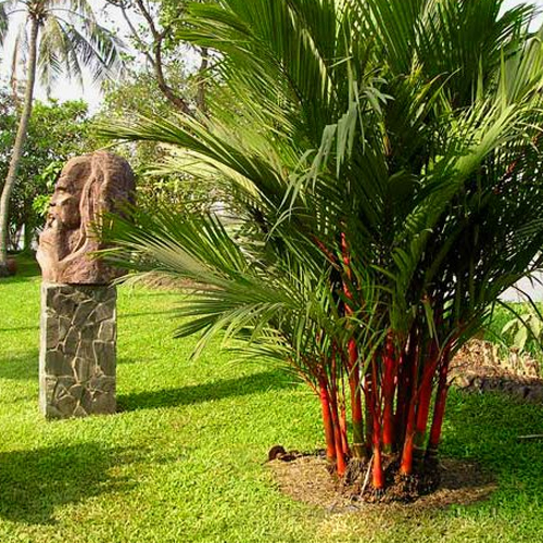 Cây Cau Bẹ Đỏ