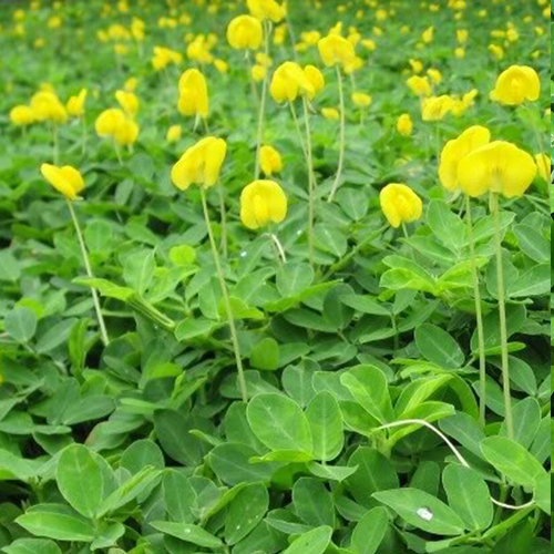 Cỏ lạc